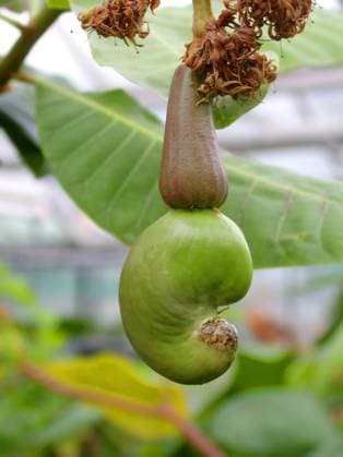 Kaschunuss, Acajubaum, Nierenbaum, Kaschubaum, Cashew, Cashewnuss, Cashew-Nuss (Anacardium occidentale), junge Frucht cashew nut (Anacardium occidentale), young fruit BLWS040615
