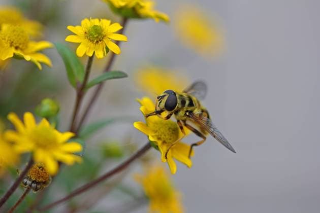  Schwebfliege (Syrphidae) an einem Husarenköpfchen (Sanvitalia procumbens solaris), Baden-Württemberg, Deutschland, Europa ibxsik02348726