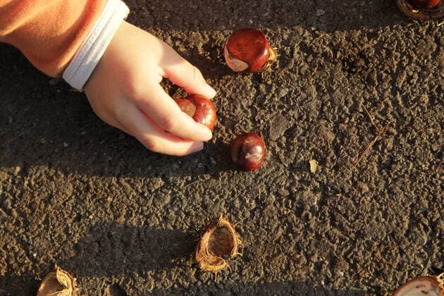IMAGO Creative: Herbst, Kastanien sammeln Kind, 4 Jahre alt, sammelt Kastanien und spielt damit (model released)