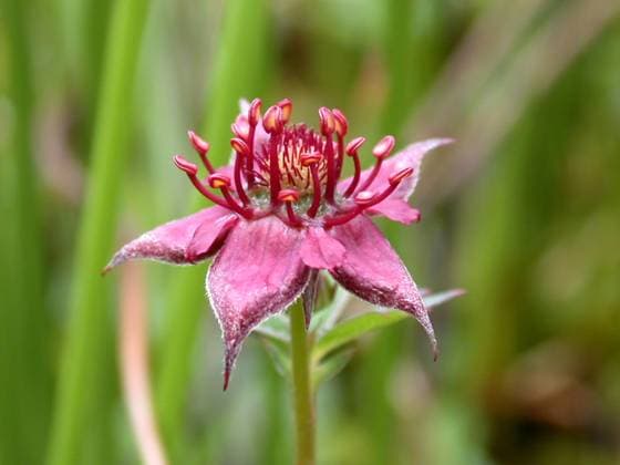 Sumpf-Blutauge, Sumpfblutauge (Potentilla palustris, Comarum palustre), Bluete, Deutschland marsh cinquefoil, marsh five-finger, purple cinquefoil (Potentilla palustris, Comarum palustre), flower, Germany BLWS302113