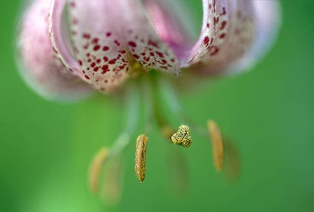 IMAGO Nature: Unsere Erde: Pflanzenwelt: Gepunktete Pflanzen Tuerkenbund-Lilie, Tuerkenbundlilie (Lilium martagon), Bluete, Italien, Dolomiten martagon lily, purple turk s cap lily (Lilium martagon), flower, Italy, Dolomites BLW040383