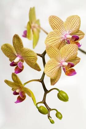 Schmetterlingsorchidee, Schmetterlings-Orchidee, Nachtfalterorchidee, Nachtfalter-Orchidee, Malaienblume, Malayenblume, Phalaenopsis-Orchidee, Phalaenopsis (Phalaenopsis-Hybride), Orchideen-Hybride Vluyner Zwerg Moth orchid (Phalaenopsis-Hybride), hybrid orchid Vluyner Zwerg BLWS181178