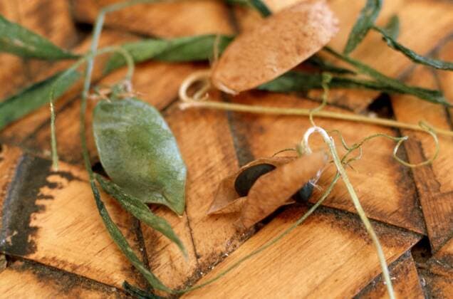 IMAGO Nature: Unsere Erde, Klimawandel, Ernährung, Pflanzen der Zukunft, Linse Linse (Lens culinaris), frische und getrocknete, geoeffnete Frucht lentils (Lens culinaris), fresh and dried open fruit BLW051015