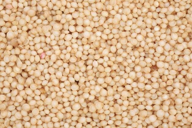 IMAGO Nature: Unsere Erde, Klimawandel, Ernährung, Pflanzen der Zukunft, Amaranth Garten-Fuchsschwanz, Amaranth, Inkaweizen, Inka-Weizen, Koerneramaranth, Koerner-Amaranth (Amaranthus caudatus), Samen love lies bleeding (Amaranthus caudatus), seeds BLWS035032