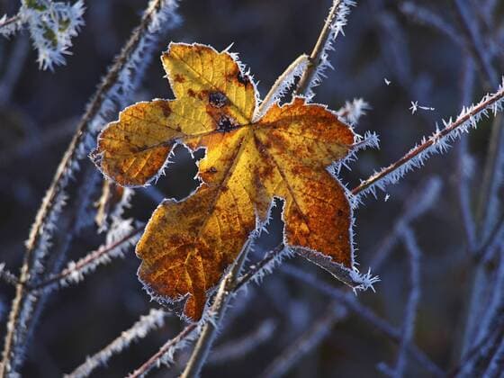 Bergahorn, Berg-Ahorn (Acer pseudoplatanus), Ahornblatt mit Raureif, Deutschland, Baden-Wuerttemberg sycamore maple, great maple (Acer pseudoplatanus), maple leaf with hoar frost, Germany, Baden-Wuerttemberg BLWS319567