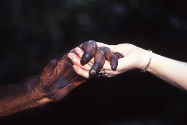 Orang-Utan, Orangutan, Orang Utan (Pongo pygmaeus), Orang-Utan-Hand mit Frauenhand orang-utan, orangutan, orang-outang (Pongo pygmaeus), hand of Urang-Utan and woman BLWS134262