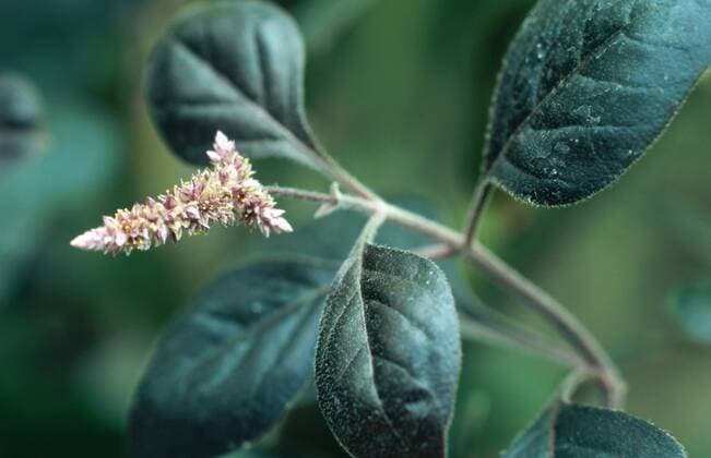 IMAGO Nature: Unsere Erde, Klimawandel, Ernährung, Pflanzen der Zukunft, Amaranth Fuchsschwanzgewaechs (Aerva scandens), Bluete amaranth species (Aerva scandens), blossom BLW038021