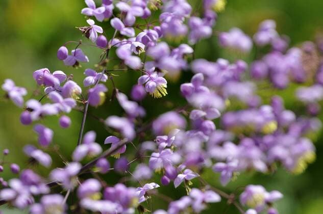 China-Wiesenraute, Chinawiesenraute, Chinesische Wiesenraute (Thalictrum delavayi), bluehend Chinese meadow rue (Thalictrum delavayi), blooming BLWS322452