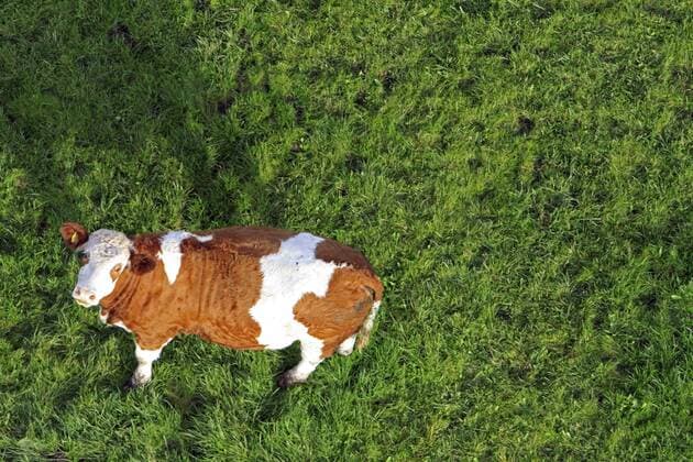 Hausrind (Bos primigenius f. taurus), Luftaufnahme einer Kuh auf der Weide, die nach oben schaut, Deutschland, Bayern, Allgaeu, Steingaden domestic cattle (Bos primigenius f. taurus), aereal view of a domestic cow on a pasture, who is looking up, Germany, Bavaria, Allgaeu, Steingaden BLWS322433