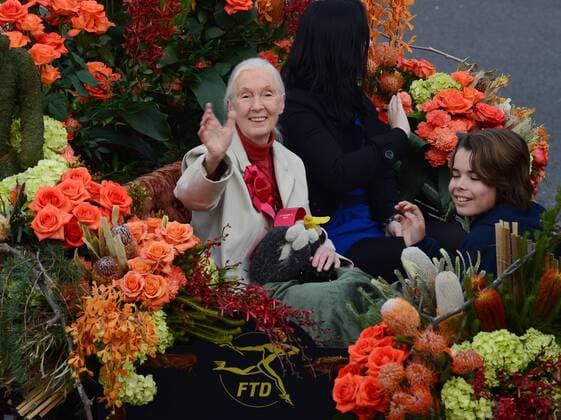 IMAGO ICONS: Jane Goodall Jane Goodall, the world s foremost expert on chimpanzees and Grand Marshall of the 2013 Rose Parade, waves to spectators as she makes her way down Colorado Blvd. in Pasadena, California on January 1, 2013.  LAP2013010114