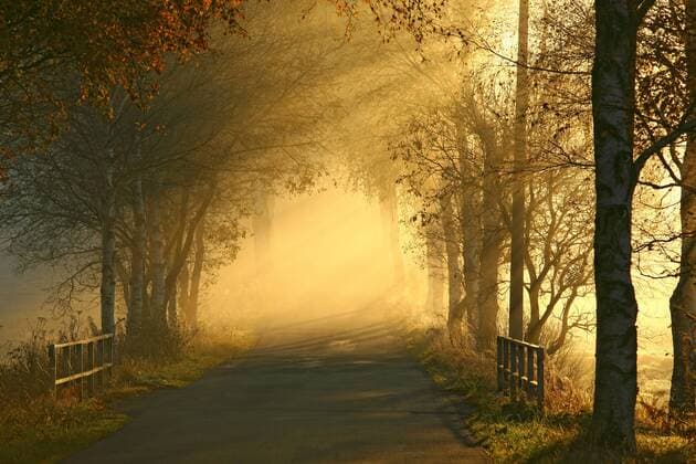 Lichtimpressionen Allee im Herbst, Deutschland alley in autumn, Germany BLWS324336