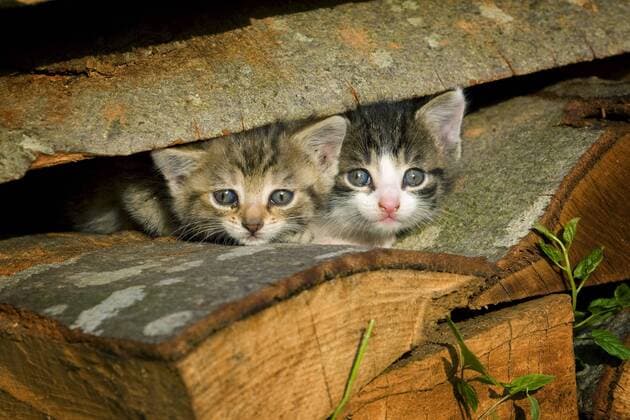 Hauskatze, Haus-Katze (Felis silvestris f. catus), zwei Kaetzchen schauen aus einem Holzstapel hervor, Deutschland domestic cat, house cat (Felis silvestris f. catus), two kitties looking out of wooden pile, Germany BLWS324601