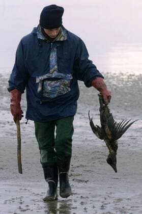 Ein Helfer trägt am 12. November 1998 einen ölverschmierten Vogel, aufgenommen an der Nordseeküste der Insel Amrum, Norddeutschland. Hunderte Tiere wurden Opfer des havarierten und ausgebrannten Frachtschiffes Pallas , welches im Sturm vor Amrum gestrandet war.