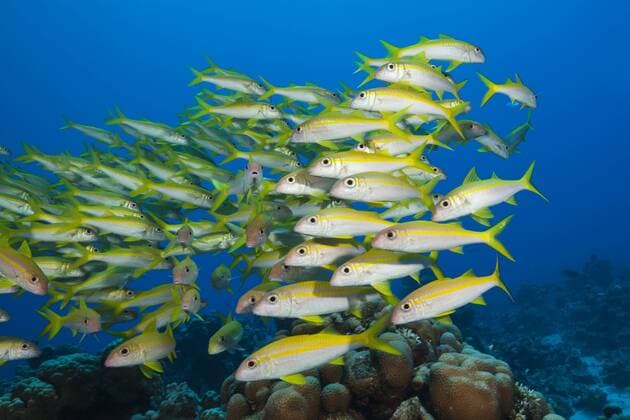 Schwarm Gelbflossen-Meerbarben, Mulloidichthys vanicolensis, Shaab Claudio, Rotes Meer, Ägypten Shaol of Yellowfin Goatfish, Mulloidichthys vanicolensis, Shaab Claudio, Red Sea, Egypt Schwarm Gelbflossen-Meerbarben, Ägypten 