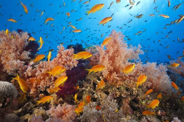 Harems-Fahnenbarsche am Riff, Pseudanthias squamipinnis, St. Johns, Rotes Meer, Ägypten Lyretail Anthias over Reef, Pseudanthias squamipinnis, St. Johns, Red Sea, Egypt Harems-Fahnenbarsche am Riff, Ägypten 