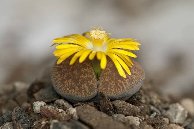 IMAGO Nature: Unsere Erde: Pflanzenwelt: Hässliche Pflanzen Blühender Lithops aucampiaea, Lebender Stein, Mesmbryanthemaceae ibxgva02441820.jpg