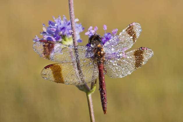 Gebänderte Heidelibelle (Sympetrum pedemontanum), Filz, Wörgl, Tirol, Österreich, Europa iblreh02460647.jpg