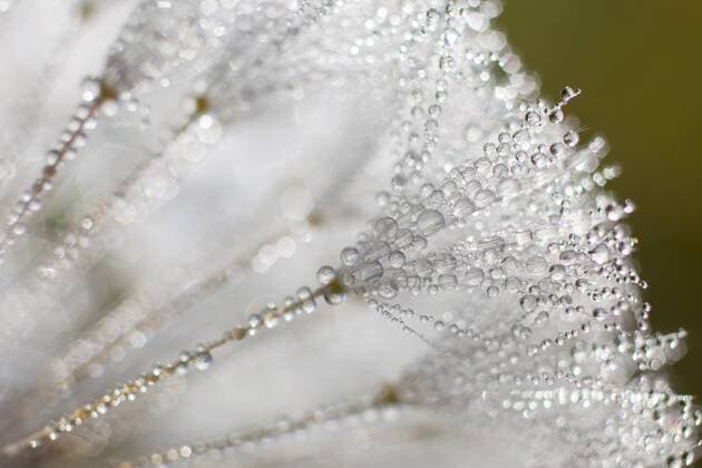 Detailaufnahmen einer Pusteblume die mit vielen Tautropfen benetzt ist, Zauberstab, natur