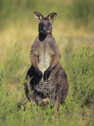 Sumpfwallaby, Sumpf-Wallaby (Wallabia bicolor), aufrecht stehend, Australien swamp wallaby, black-tail wallaby (Wallabia bicolor), standing erect, Australia BLWS329053