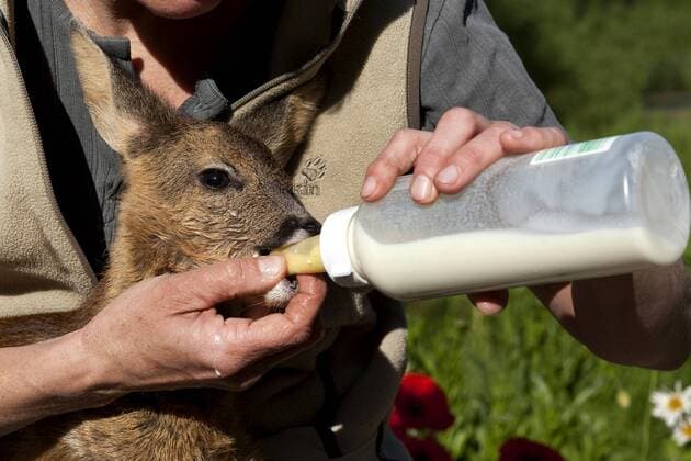 Europaeisches Reh (Capreolus capreolus), wenige Tage altes, verwaistes Rehkitz wird mit Ersatzmilch aus der Milchflasche gefuettert, Deutschland roe deer (Capreolus capreolus), a few days old orphaned fawn being fed with surrogate milk from a bottle by a woman, Germany BLWS245666