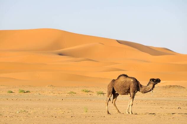 IMAGO Nature: Unsere Erde, Klimawandel, Dürren Dromedar (Camelus dromedarius) vor den Sanddünen von Erg Chebbi, Marokko, Afrika -