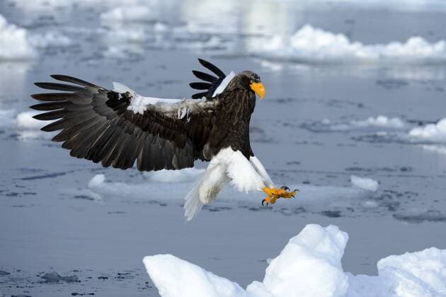 Riesenseeadler(Haliaeetus pelagicus) im Anflug über Treibeis iblshu03082433.jpg