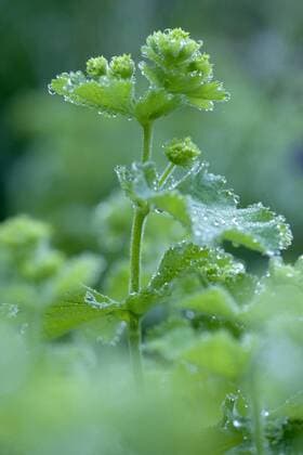 Weicher Frauenmantel (Alchemilla mollis), bluehend mit Morgentau, Deutschland lady s mantle (Alchemilla mollis), blooming with morning dew, Germany, BG_DA BLWS329255