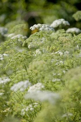 Grosse Knorpelmoehre (Ammi majus), bluehend, Deutschland bullwort, toothpick ammi, Bishop s flower (Ammi majus), blooming, Germany BLWS330125