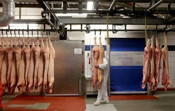 Nohra , 260213 , Weimarer Fleisch- und Wurstwaren GmbH , Fleischverarbeitender Betrieb , Schweine , Schlachthof , Wurst , wurstherstellung , Feature Wirtschaft im Bild: Schweinehälften warten auf die Verarbeitung