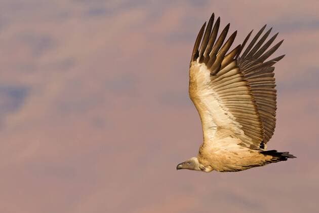 Kapgeier, Kap-Geier (Gyps coprotheres), im Flug, Suedafrika, Kwazulu-Natal Cape vulture (Gyps coprotheres), flying, South Africa, Kwazulu-Natal BLWS311825