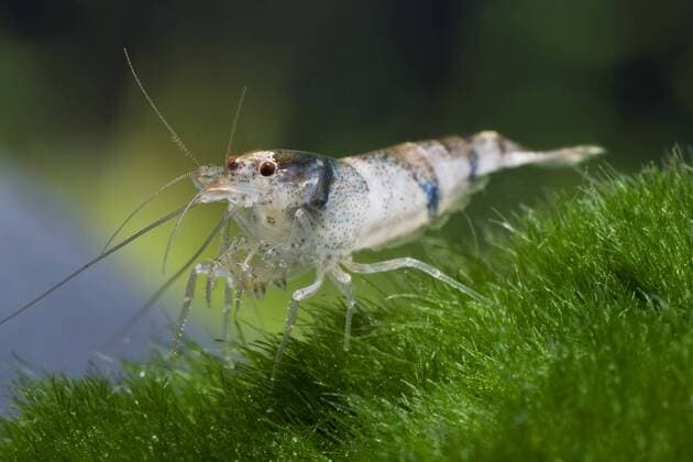 Hummel-Garnele, Hummelgarnele (Caridina cf. breviata), auf Wasserpflanzen bumblebee shrimp, bumble bee shrimp (Caridina cf. breviata), on waterplants BLWS330232