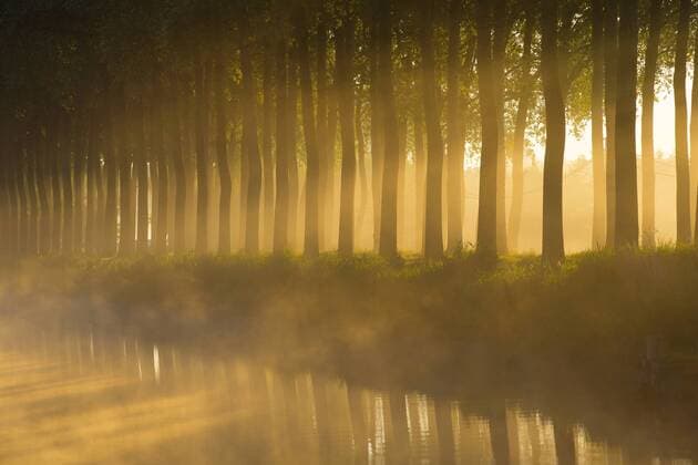 Lichtimpressionen Pappel (Populus spec.), Pappeln saeumen einen Kanal, Belgien, Flandern aspen, poplar (Populus spec.), poplars lining a canal, Belgium, Flanders BLWS329935