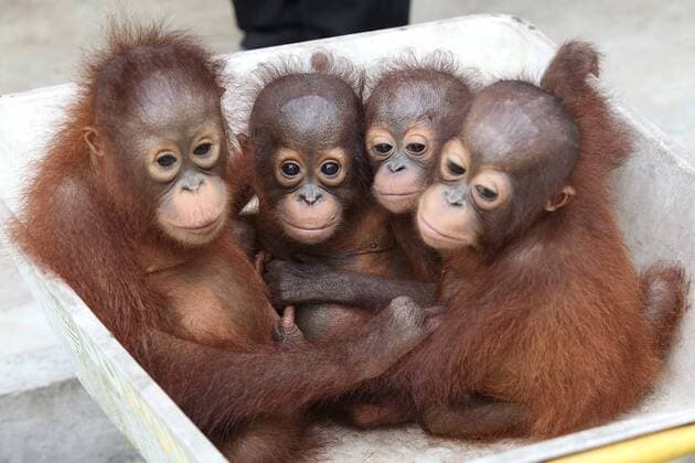 Orphaned baby orangutans moving into the new International Animal Rescue (IAR) centre in Ketapang, Borneo. All the babies have either been saved from a life of being kept in a cage by a wealthy local wanting a trophy pet or found abandoned on a palm oil plantation where they would have been killed by plantation workers.IAR have brought 64 acres of land where the orangutans live and learn how to survive in the wild. Every night they are taken by wheelbarrow back to safe cages before being taken back out at dawn. Orangutans have difficulty walking on the ground as they spend 90 per cent of their time swinging in the treetops, wheelbarrows are the perfect way to move them around quickly. Alan Knight OBE, Chief Executive of International Animal Rescue,the charity based in East Sussex, UK, said: We have given the babies their freedom at the new centre but there is more work to be done and m  SLK