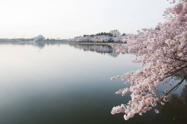 Cherry blossoms are seen on the edge of the Tidal Basin in Washington D.C., capital of the United States, April 9, 2013. (Xinhua Zhang Jun) U.S.-WASHINGTON D.C.-CHERRY BLOSSOM 