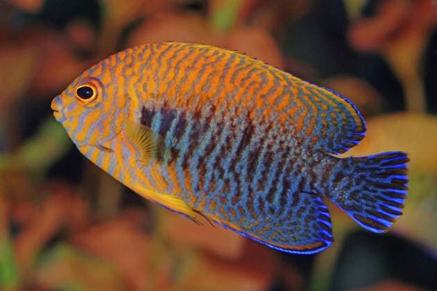 Potters Zwergkaiserfisch (Centropyge potteri), schwimmend Russet angelfish (Centropyge potteri), swimming BLWS331039