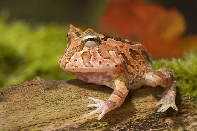 Hornfrosch-Hybride (Ceratophrys cornuta x cranwelli), auf Rinde Fantasyfrog, Fantasyfrog (Ceratophrys cornuta x cranwelli), on bark BLWS331045