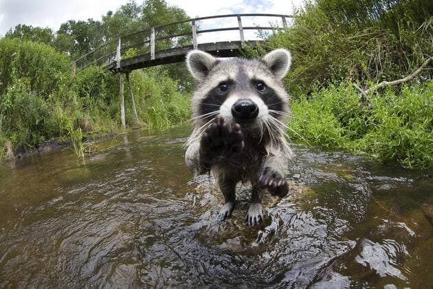 Waschbaer (Procyon lotor), 4 Monate altes Maennchen steht in einem Bach und schaut neugierig in die Kamera, Deutschland common raccoon (Procyon lotor), 4 months old male standing in a creek and looking at the camera with curiosity, Germany BLWS332129
