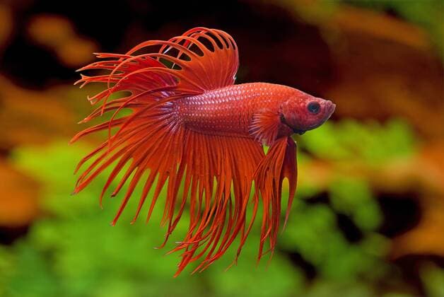 Siamesischer Kampffisch (Betta splendens Crown Tail Rot), Crown Tail Rot Siamese fighting fish, Siamese fighter (Betta splendens Crown Tail Rot), Crown Tail Red BLWS329780
