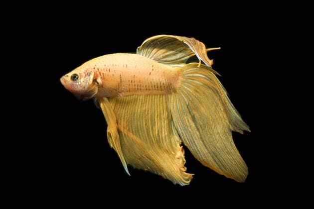 Siamesischer Kampffisch (Betta splendens Rot), gelbe Form Siamese fighting fish, Siamese fighter (Betta splendens Rot), yellow morph BLWS329794