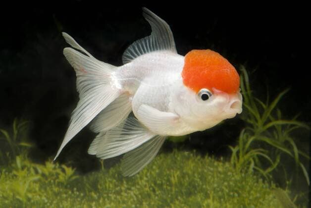 Goldfisch, Goldkarausche (Carassius auratus), Loewenkopf-Rotkaeppchen goldfish, common carp (Carassius auratus), lionhead-Rotkaeppchen BLWS329822