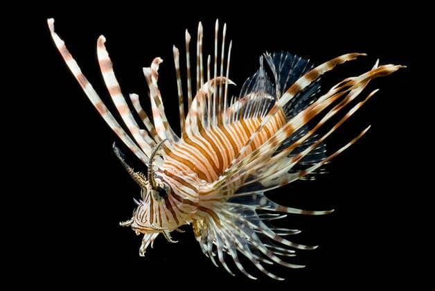 Eigentlicher Rotfeuerfisch, Pazifischer Rotfeuerfisch, Gemeiner Rotfeuerfisch (Pterois volitans), schwimmend red firefish, lionfish, devil firefish, fireworkfish, red lionfish (Pterois volitans), swimming BLWS332450