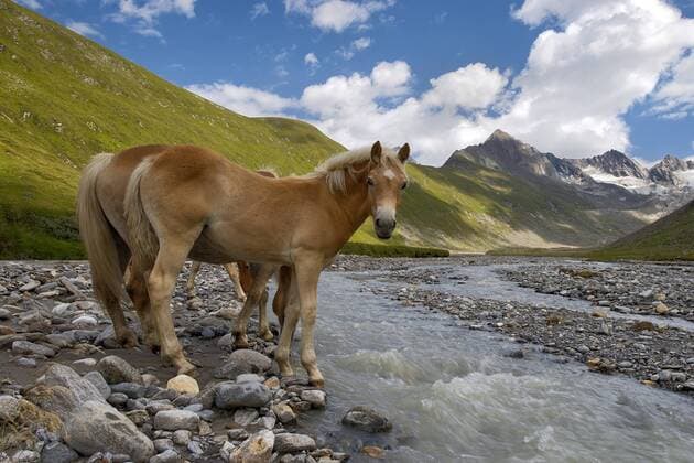  Tiroler Haflinger, Rotmoostal, Obergurgl, Ötztaler Alpen, Tirol, Österreich, Europa iblreh02460872.jpg