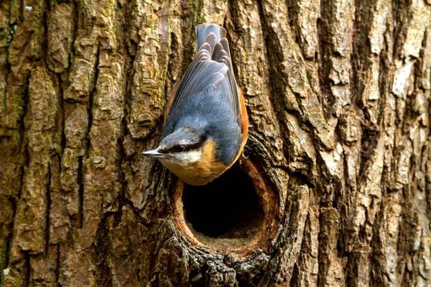 Kleiber (Sitta europaea), am Eingang seiner Bruthoehle, Schweiz, Sankt Gallen, Rheineck Eurasian nuthatch (Sitta europaea), at breeding cave, Switzerland, Sankt Gallen, Rheineck BLWS334704