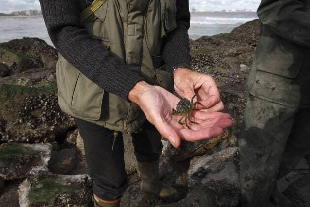 Biologische Fuehrung an der Nordsee, Naturfuehrer zeigt eine Krabbe, Belgien Nature excursion at the North Sea, guide showing a crab, Belgium BLWS335015