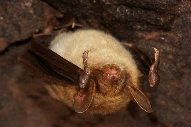Großes Mausohr (Myotis myotis) im Winterschlaf iblmkh03060029.jpg