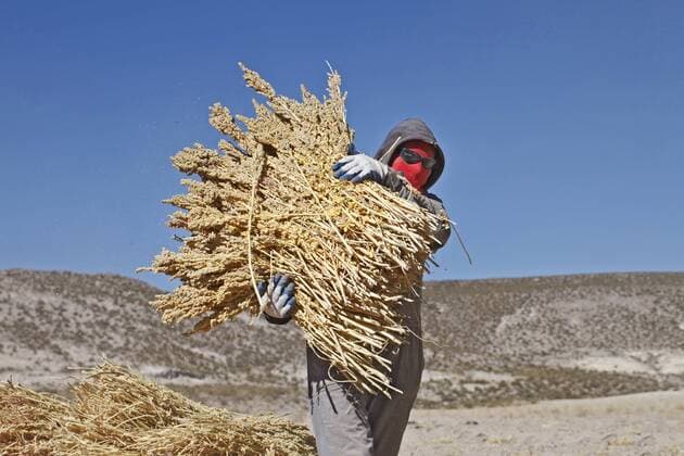 Landwirtschaft, Quinoa Anbau Ernte von fairtrade-gesiegelter Quinoa in Bolivien (Foto vom 23.05.2012). Quinoa ist eine der ältesten Kulturpflanzen der Menschheit. Sie dient der Andenbevölkerung seit 6000 Jahren als Grundnahrungsmittel. Das kleine Andenkorn wächst in Höhen über 3500 Metern und erfreut sich in westlichen Industrieländern wachsender Beliebtheit. Es enthält nämlich stimmungsaufhellendes Tryptophan, ist glutenfrei und verfügt über einen überdurchschnittlichen, ausgewogenen Nährstoffgehalt. In Bolivien produziert die Kooperative ANAPQUI fairtrade-gesiegelte Qunioa und verkauft sie direkt an Fair-Handels-Partner in Europa. Der Kleinbauern-Zusammenschluss vereint 1260 Quinoa-Produzenten in 157 andinen Dörfern. ANAPQUI exportiert jährlich etwa 3000 Tonnen Quinoa. Am Jahresende erhalten die Kleinbauern eine Dividende. Außerdem fließt der Gewinn in eine Sozialversicherung und Weiterbildungsmaßnahmen. Angeboten 403242 EDITORIAL USE ONLY