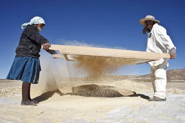 IMAGO Nature: Unsere Erde, Klimawandel, Ernährung, Pflanzen der Zukunft, Quinoa Ernte von fairtrade-gesiegelter Quinoa in Bolivien (Foto vom 23.05.2012). Quinoa ist eine der ältesten Kulturpflanzen der Menschheit. Sie dient der Andenbevölkerung seit 6000 Jahren als Grundnahrungsmittel. Das kleine Andenkorn wächst in Höhen über 3500 Metern und erfreut sich in westlichen Industrieländern wachsender Beliebtheit. Es enthält nämlich stimmungsaufhellendes Tryptophan, ist glutenfrei und verfügt über einen überdurchschnittlichen, ausgewogenen Nährstoffgehalt. In Bolivien produziert die Kooperative ANAPQUI fairtrade-gesiegelte Qunioa und verkauft sie direkt an Fair-Handels-Partner in Europa. Der Kleinbauern-Zusammenschluss vereint 1260 Quinoa-Produzenten in 157 andinen Dörfern. ANAPQUI exportiert jährlich etwa 3000 Tonnen Quinoa. Am Jahresende erhalten die Kleinbauern eine Dividende. Außerdem fließt der Gewinn in eine Sozialversicherung und Weiterbildungsmaßnahmen. Angeboten 403243 EDITORIAL USE ONLY