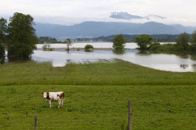 Chiemsee Hochwasser, 4-06-2013, +1,70 m über normal Pegel, Schafwaschener Bucht, Chiemgau, Bayern, Oberbayern, Deutschland  1000224513