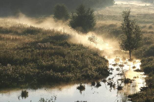 Morgennebel ueber einem Bachlauf bei Sonnenaufgang, Niederlande, Gelderse Poort, Millingerwaard, Kekerdom creek in morning mist at sunrise, Netherlands, Gelderse Poort, Millingerwaard, Kekerdom BLWS336521