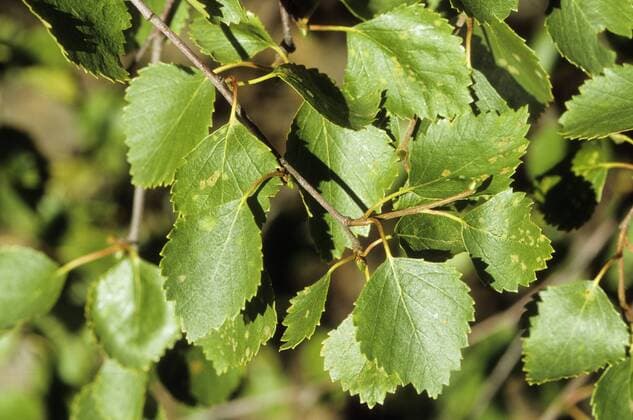 Moorbirke, Moor-Birke (Betula pubescens), Zweig, Deutschland downy birch (Betula pubescens), branch, Germany BLWS337048